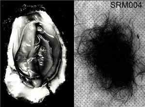 Jigoku Nohara - Multiple Fermata/Hair & Flesh