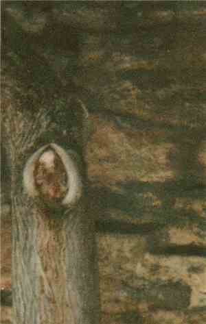 Stone Baby - Post-Finndrone / Clatter