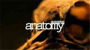 Aurastys - Anatomy