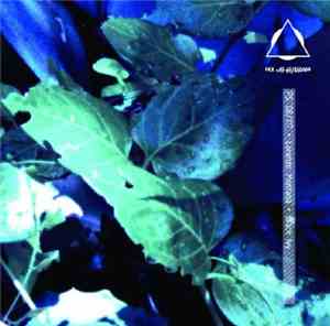 Lorenzo Montanà - Black Ivy