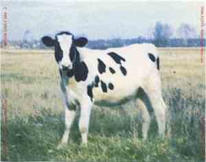 Pink Floyd - Atom Heart Moo Live
