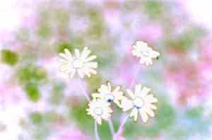 O.Lamm - Olafur Karason And The Blurry Flower