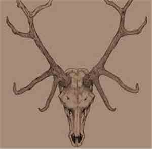At The Head Of The Woods / Blood Of The Black Owl - At The Head Of The Wood ...