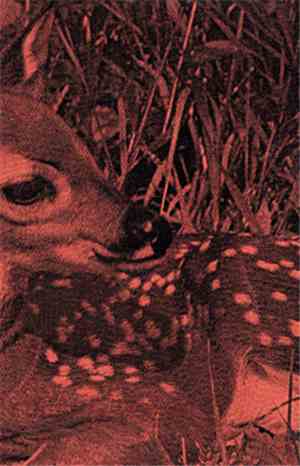 Novemthree / Mechta - A Woodland Fable / Elegy Twenty Four