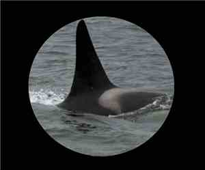 Maliek Bennett - Orca