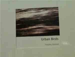 Timothy Shortell / Brrr - Urban Birds