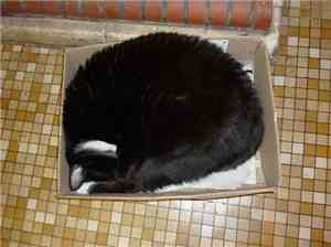 Tabby Sensibilities - B&W&Tabs