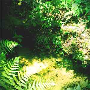 Coppice Halifax - Jel Gun
