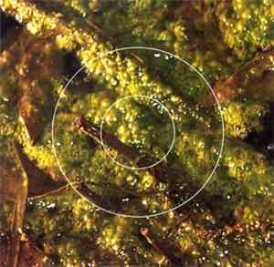 Various - The Nature Of Systems