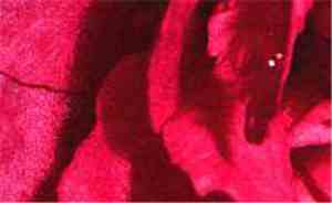 ONQ Stoq / The Violet Grind - Split