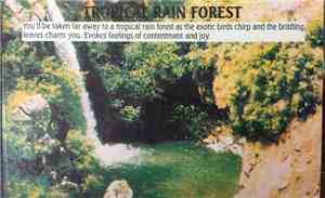 No Artist - Tropical Rain Forest