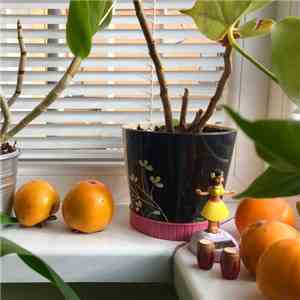OOHS! - Tropic Of Cancel
