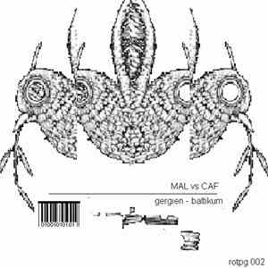 Mal  Vs Caf - Baltikum - Gergien