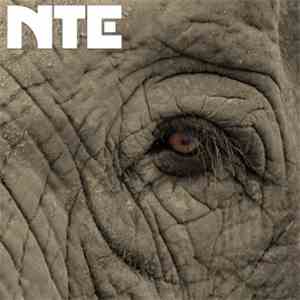 Not The Elephant - Strangers