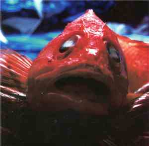 Usura - Hake Romana