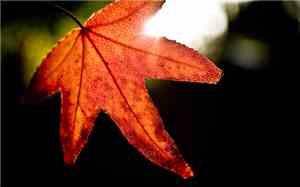 George Hales - Autumn Falls (Daeron 2012 Remix)
