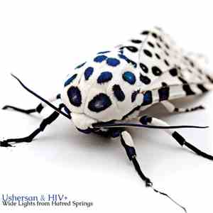 USHERsan & HIV+ - Wide Lights from Hatred Springs
