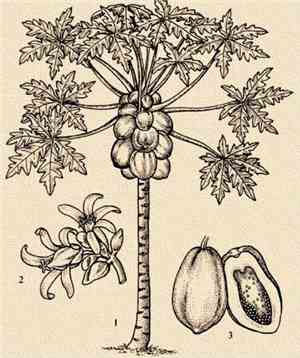 Lega - Papaya