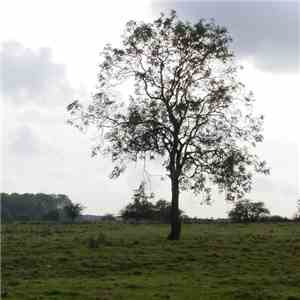 Second Thought  - Purlieu