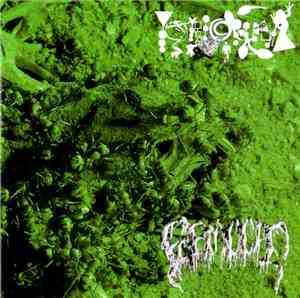 Phyllomedusa / Formicidae - Ant Vs Frog