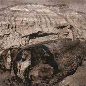 Forest Of Equilibrium - Black Petrified Wood