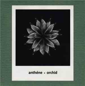 Anthéne - Orchid