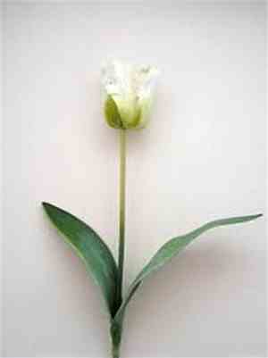 Nobuto Suda - Of White Flowers Tinged With Green