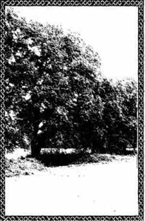 Forest Grave / Arete  - Forest Grave / Arete II