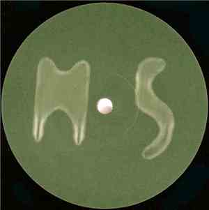 Maurizio - M5