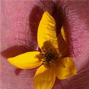 Pink Noise Ordinance - Your Flower