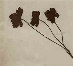 Akira Kosemura - Trio