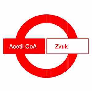 Acetil CoA - Zvuk