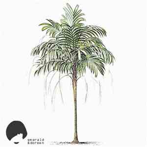 Daytona  - The Palm Tree