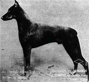 Doberman  - CB004