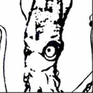 Nasty On - Squid
