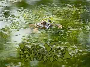 Phyllomedusa - Low Latitudes, High Disdain