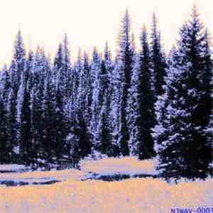 Lamprey - Taiga