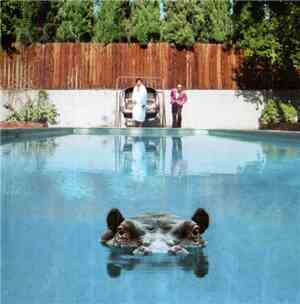 Sparks - Hippopotamus